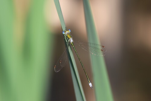 Small Spreadwing