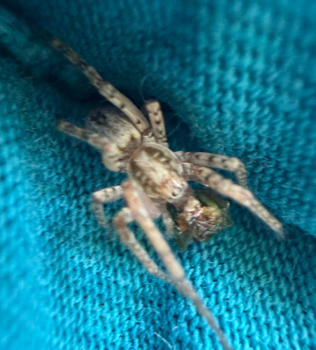 Buzzing Spider