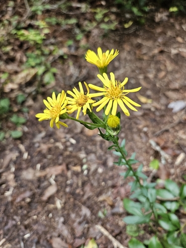 Maryland golden-aster