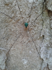 Leiobunum viridorsum