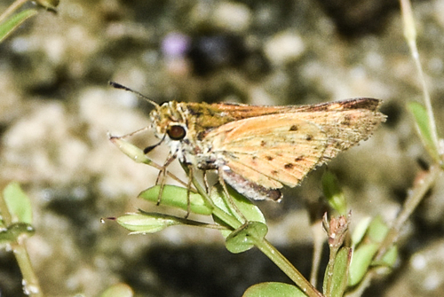 Fiery Skipper