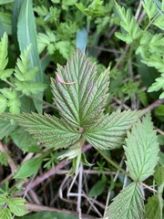 Rubus pubescens