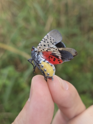 Spotted Lanternfly