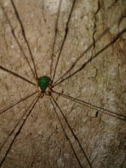 Leiobunum viridorsum