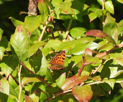 European Comma