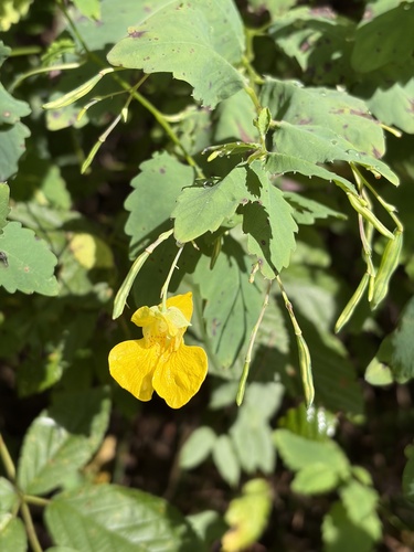 pale jewelweed