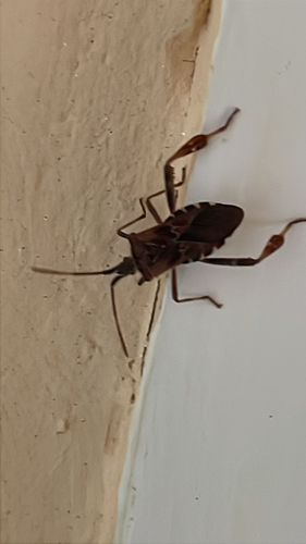 Western Conifer Seed Bug