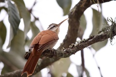 Lepidocolaptes angustirostris