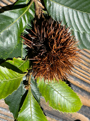 Castanopsis indica observed 2026-09-20