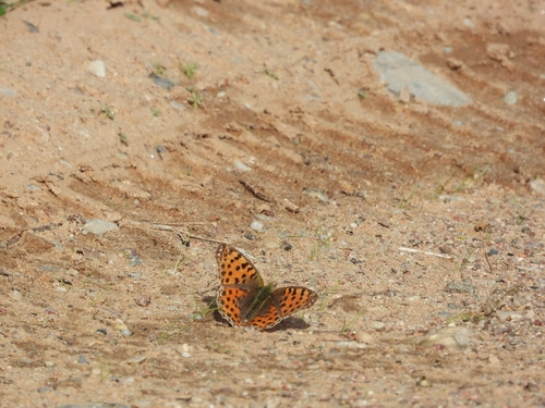 Queen of Spain Fritillary
