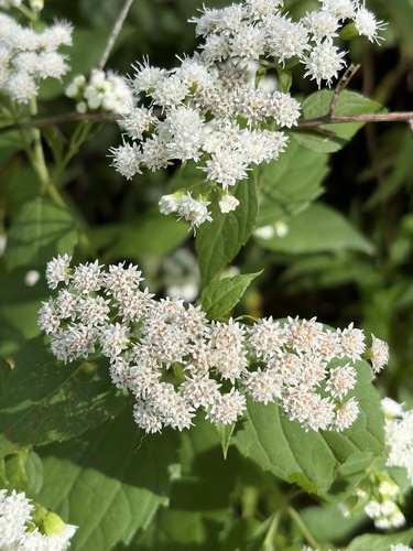 white snakeroot
