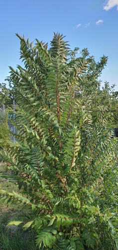 tree-of-heaven