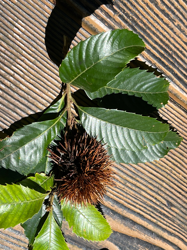 Castanopsis indica observed 2026-09-20