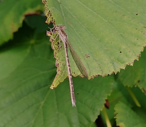 Siberian Winter Damsel