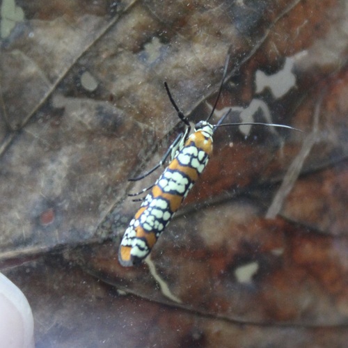 Ailanthus Webworm Moth