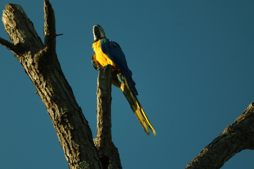 Blue-and-yellow Macaw