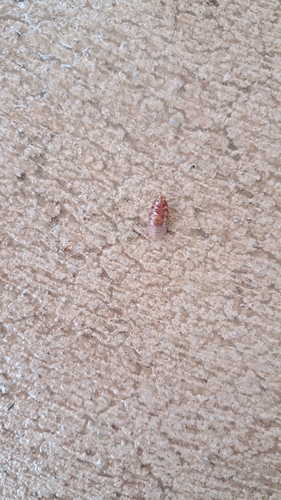 Surinam Cockroach