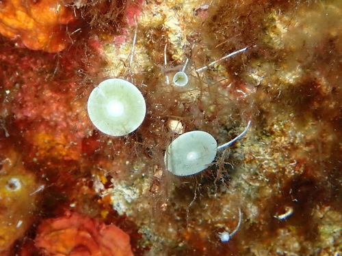 Acetabularia observed 2026-09-19