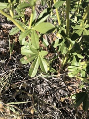 Pediomelum tenuiflorum