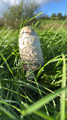 Shaggy Mane