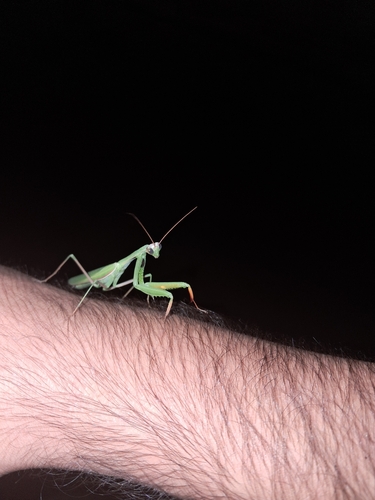 European Mantis