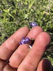 Pediomelum tenuiflorum