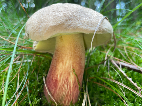 Bitter Beech Bolete