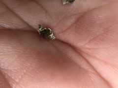 Physconia americana
