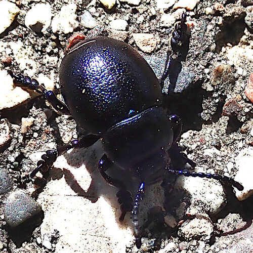 Lesser Bloody-nosed Beetle