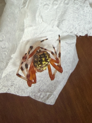 Marbled Orbweaver