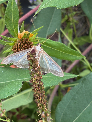 Box Tree Moth