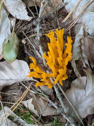 Jelly-antler