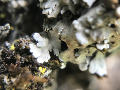 Physconia americana