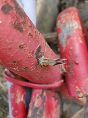 Pingasa ruginaria pacifica