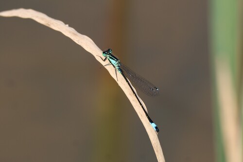 Blue-tailed Damselfly