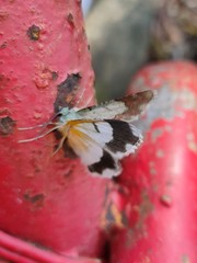 Pingasa ruginaria pacifica