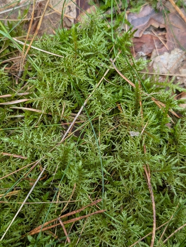 stairstep moss