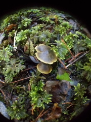 Hygrocybe fuscoaurantiaca