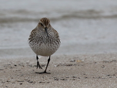 Calidris fuscicollis × calidris alpina