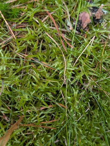 Red-stemmed Feather Moss