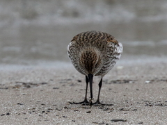 Calidris fuscicollis × calidris alpina