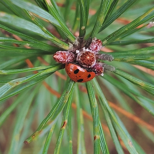 Seven-spotted Lady Beetle