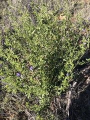 Pediomelum tenuiflorum