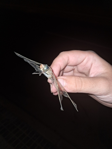 Lesser Emperor