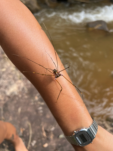 Goniosoma capixaba