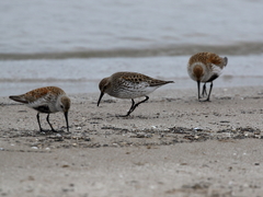 Calidris fuscicollis × calidris alpina