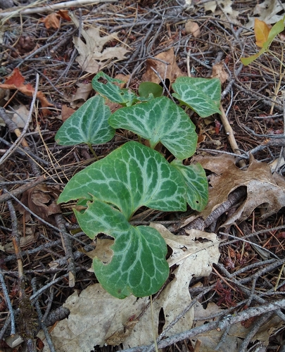 Asarum hartwegii, photograph 1