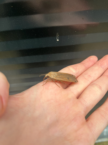 Large Yellow Underwing