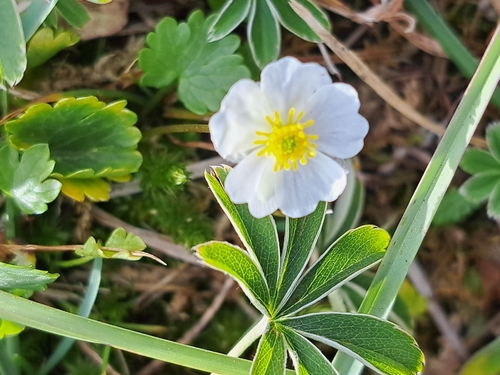 Alpine Crowfoot