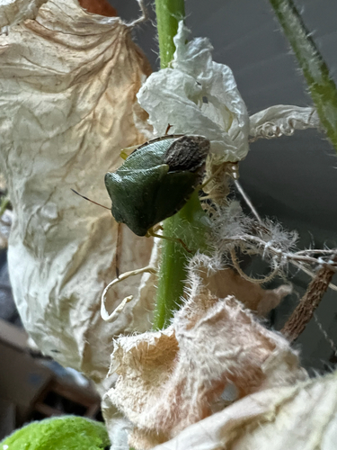Green Shield Bug